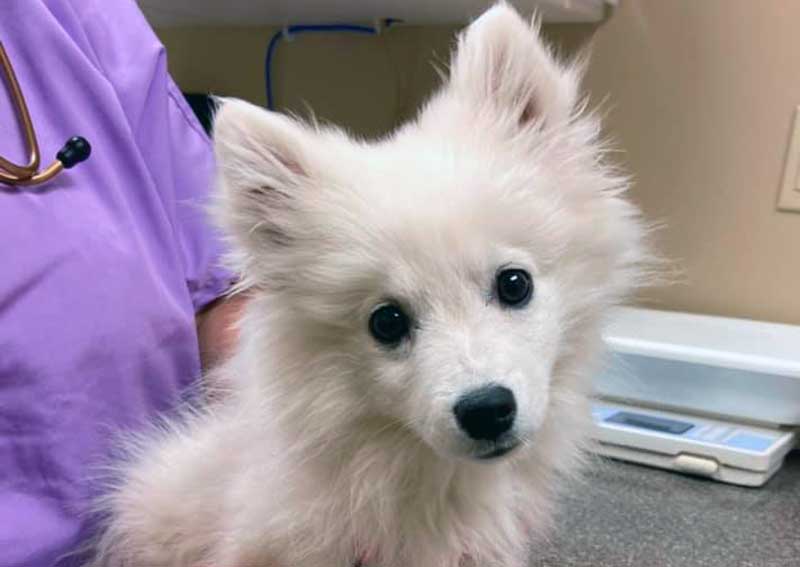 Carousel Slide 6: Puppy Wellness Care