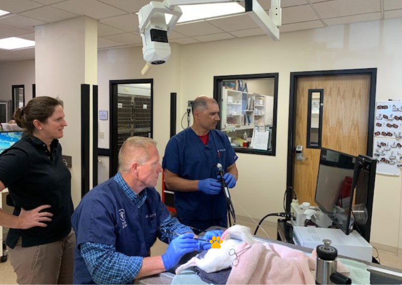 Carousel Slide 3: Offering veterinary care and support!