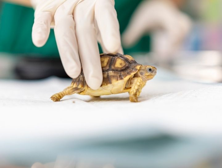 Exotic Pet Care