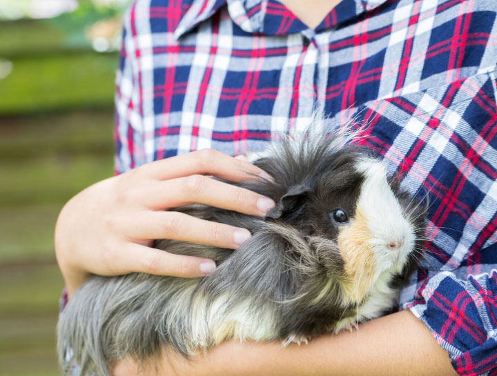 Pocket Pet Care