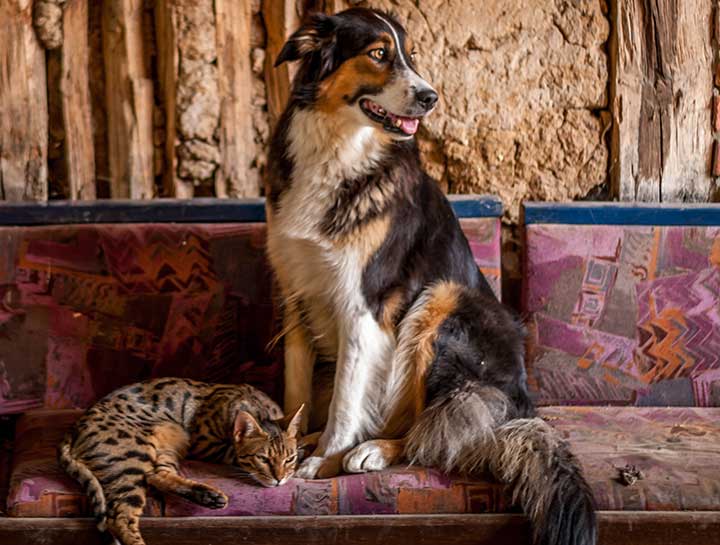 Pet Wellness
