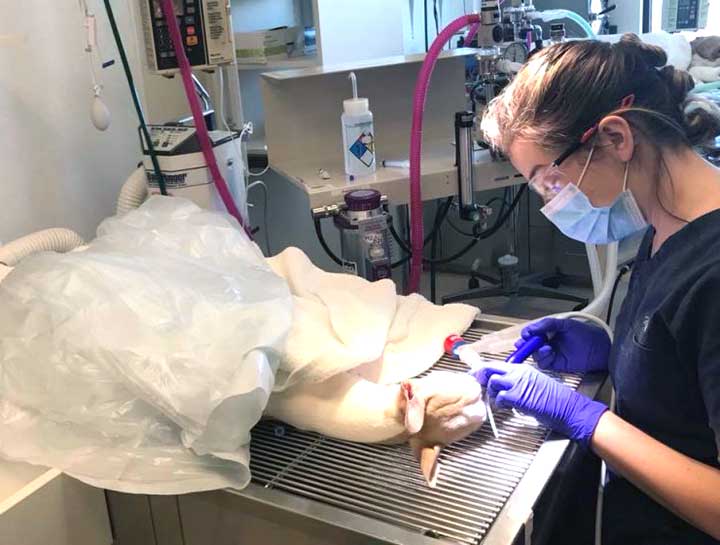 Dental Surgery